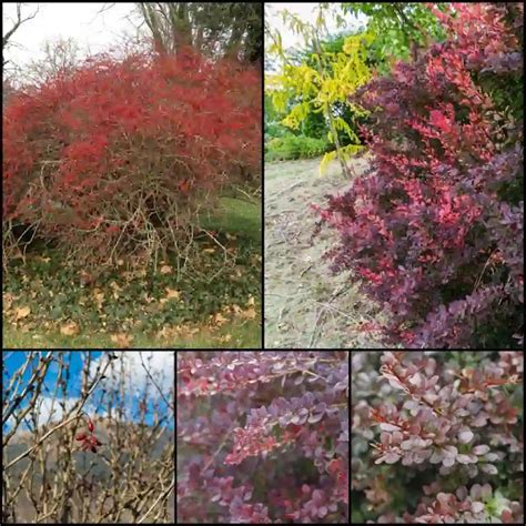 when to trim barberry bushes